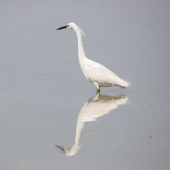 Garzetta (Egretta garzetta)