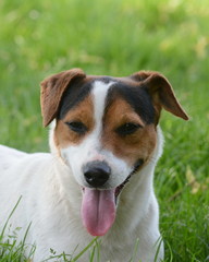 White Jack Russell dog with black and tan mask 