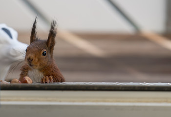 Eichhörnchen neugierig am Fenster