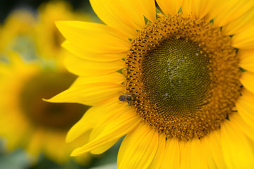 blooming sunflower close up on field