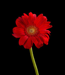 beautiful red chrysanthemum flower on black