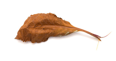 faded leaf on a white background