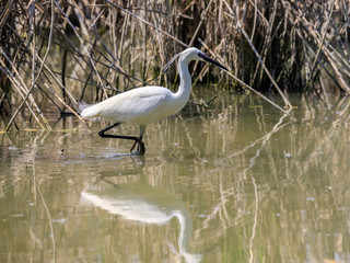 Garzetta (Egretta garzetta)