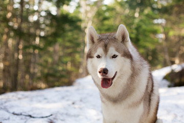 Close-up Portrait of serious Beige and white Siberian Husky dog in spring season. Profile image of beautiful hsky looks like a wolf in the forest