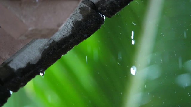 Raindrops from  roof ,HD slow motion.
Raining in tropical country water from roof dropping down ,low angle view with blurred coconut leaf background .