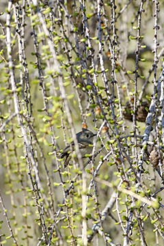 roitelet &agrave; couronne rubis