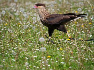 Rapace