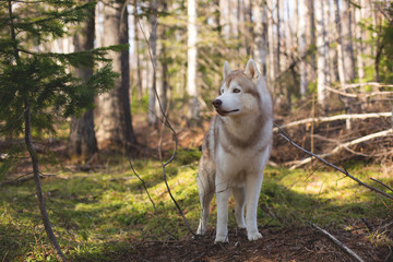 Profile Image of wild and free dog breed Siberian husky standing in the forest and looking at the squirrel on the tree. A dog on a natural background on sunny day in spring season