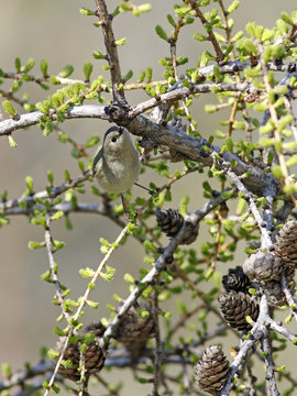 roitelet &agrave; couronne rubis