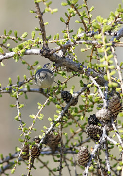 roitelet &agrave; couronne rubis