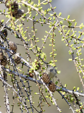 roitelet &agrave; couronne rubis