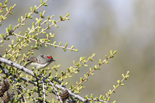 roitelet &agrave; couronne rubis