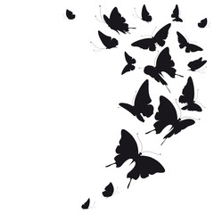 black butterfly, isolated on a white