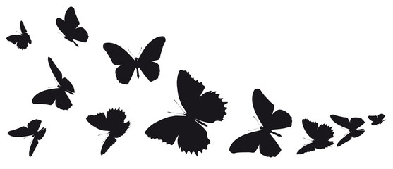 black butterfly, isolated on a white - 204395320