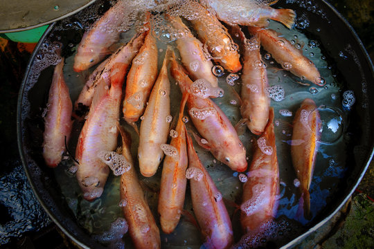 Close up of goldfish for sale