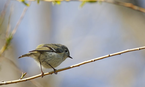 roitelet &agrave; couronne rubis