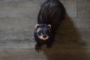 furet