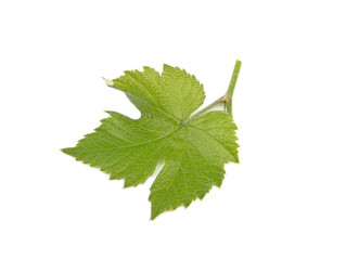 small green leaf of grapes isolated on white background