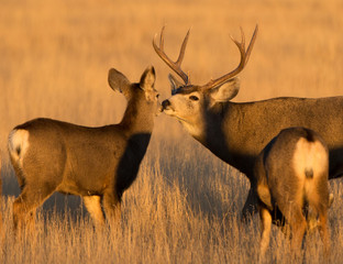 Deer Kissing