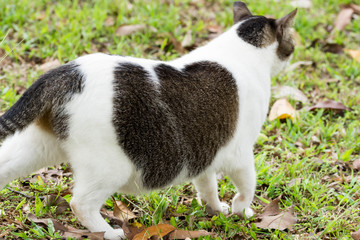 Pregnant cat walking on grasses