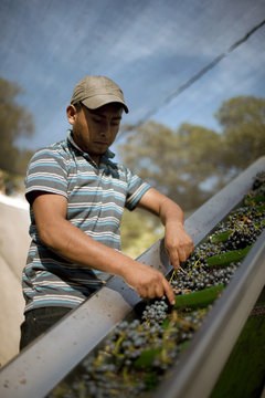 Man sorting grapes for winemaking.
