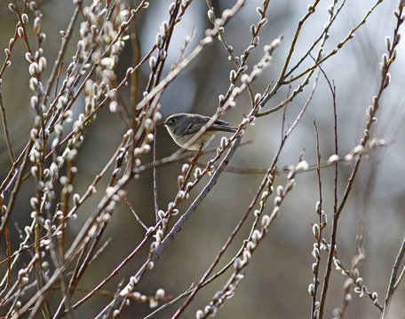 roitelet &agrave; couronne rubis