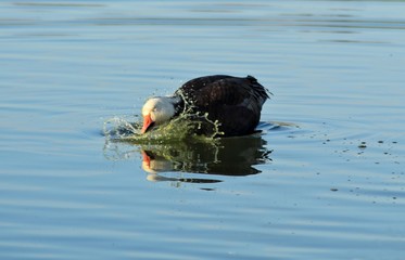 Goose Splashing it's Head in the Water