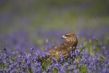 Common Buzzard_