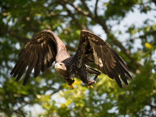 Rapace