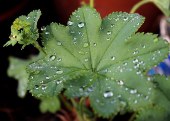 Alchemilla vulgaris a popular medicinal plant, which is used in popular medicine mainly for the treatment of wounds, bleeding, women's diseases, ulcers and other ailments.