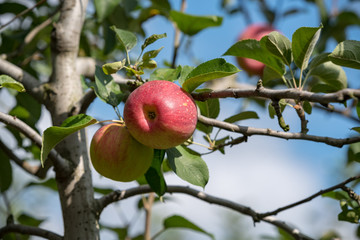 樹上の林檎の実