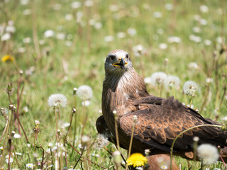 Rapace