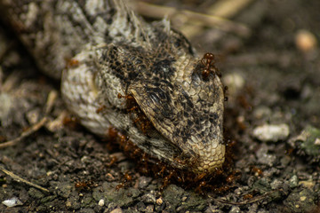 Ant eats gecko carcass in the ground.