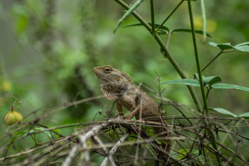 Close up image of white chameleon on the branch.