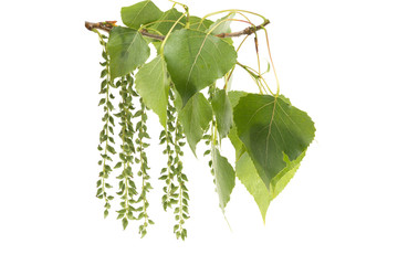 a branch of a poplar with green leaves on a white background