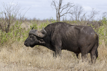 Buffle d'Afrique, Syncerus caffer, African buffalo, Parc national Kruger, Afrique du Sud