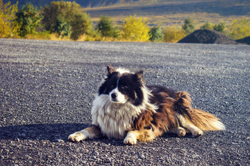Cute fluffy white and brown dog relaxing in the sun outside in Reykholt, Iceland.