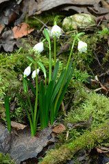 Maerzenbecher im Pfaffental, Schwaebische Alb