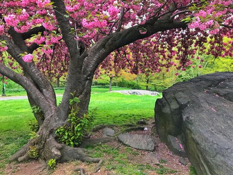 Central Park, New York City spring