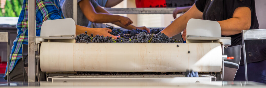 tri du raisin pendant les vendanges