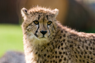 Acinonyx jubatus - Ghepardo
