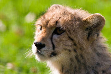 Acinonyx jubatus - Ghepardo