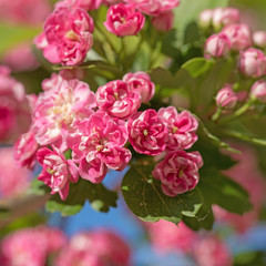 Bl&uuml;hender Rotdorn, Crataegus laevigata