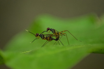 Close up of two insects reproduction on the leaves in summer season