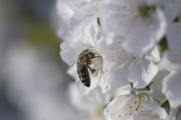 Honeybee collecting pollen at a pink flower blossom. bee on a white flower on a tree. Bee picking pollen from apple flower