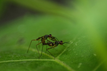Top view close up of two insects reproduction on the leaves in summer season