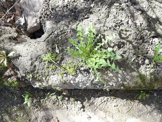 the first spring grass grows through dry leaves