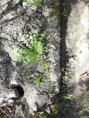 the first spring grass grows through dry leaves