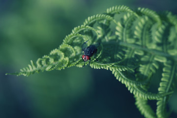 Curly navy fern frond in spring forest with sunrise as natural foliage pattern background