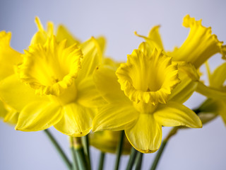 Obraz premium daffodil in studio setting
